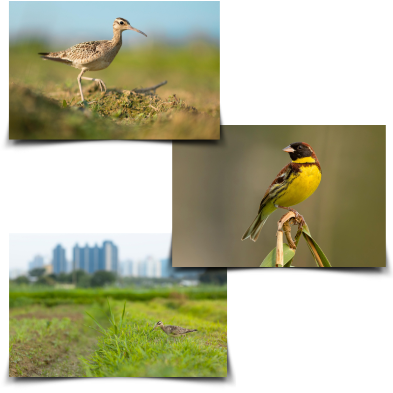 Long Valley Bird Photography